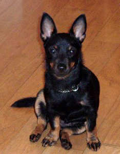 Lancashire Heeler