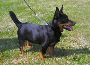 Lancashire Heeler at paignton 002_2